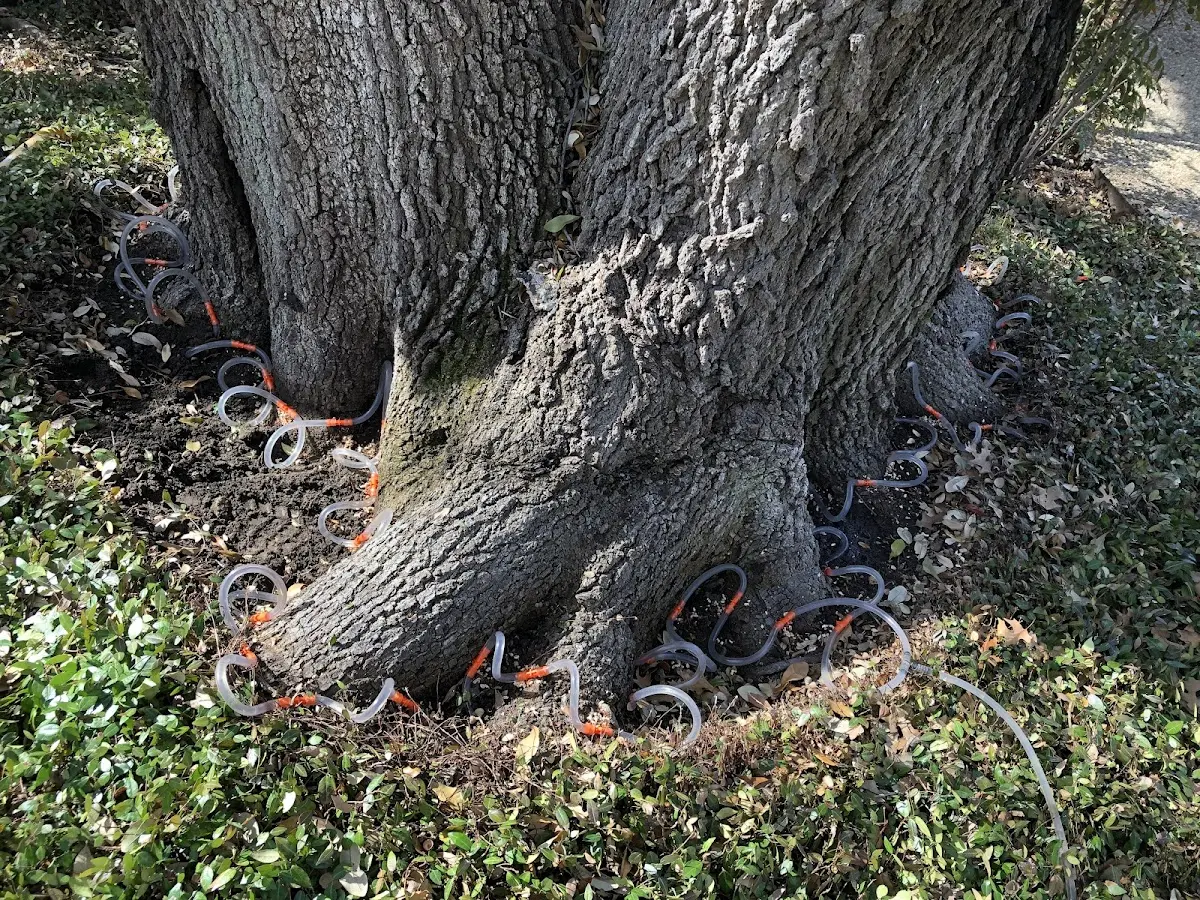 Detailed Tree Cabling and Bracing job site in Forest Hills