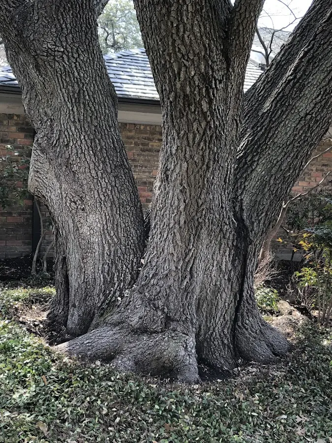 Mature heritage tree close to a Forest Hills property cared for by certified arborists